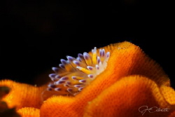 ~ Glowing Ember ~
The local know for these beauties are ... by Geo Cloete 